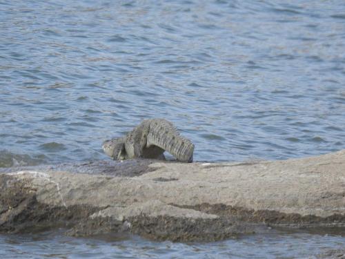 jawai-Crocodile-Sighting-1
