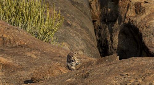 Jawai-Leopard-Safari-10