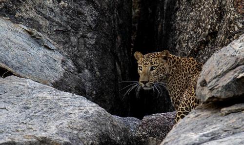 Jawai-Leopard-Safari-11