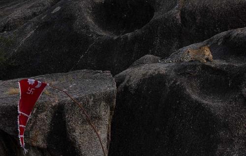 Jawai-Leopard-Safari-12