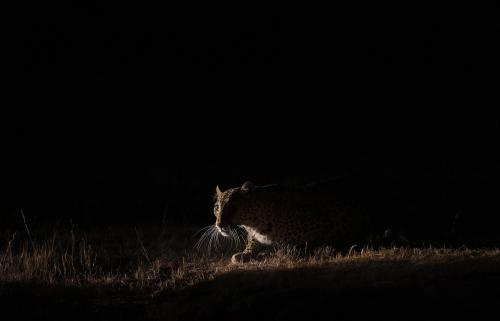 Jawai-Leopard-Safari-13