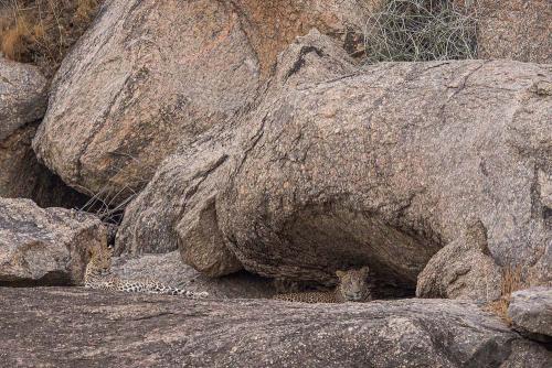 Jawai-Leopard-Safari-14