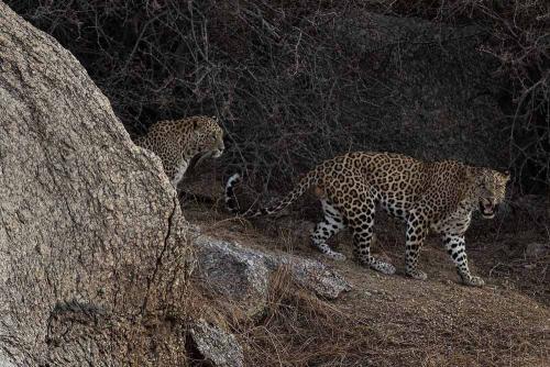 Jawai-Leopard-Safari-15