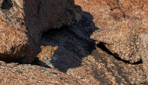 Jawai-Leopard-Safari-16