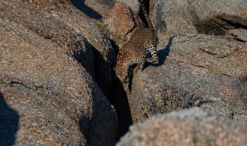 Jawai-Leopard-Safari-17