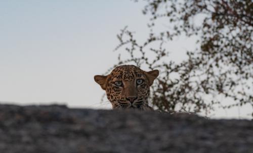 Jawai-Leopard-Safari-18