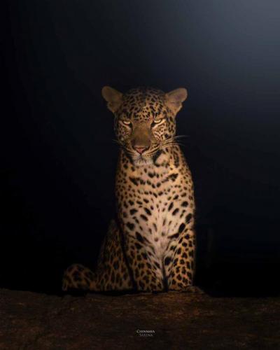 Jawai-Leopard-Safari-2