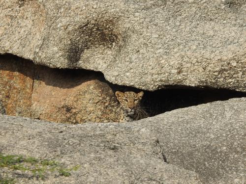 Jawai-Leopard-Safari-21