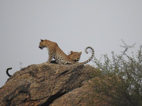 Jawai-Leopard-Safari-23