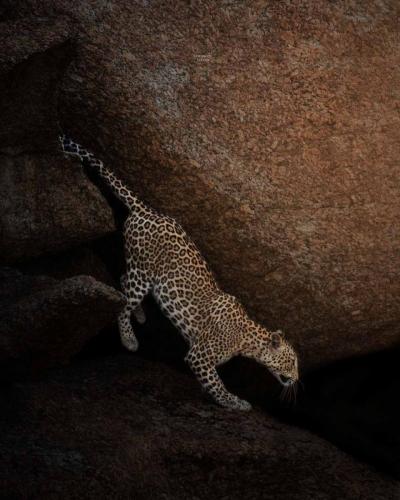 Jawai-Leopard-Safari-3
