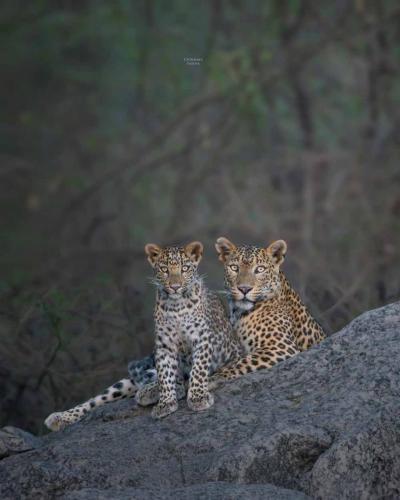 Jawai-Leopard-Safari-4