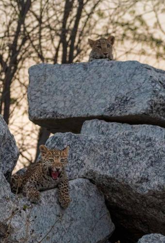 Jawai-Leopard-Safari-5