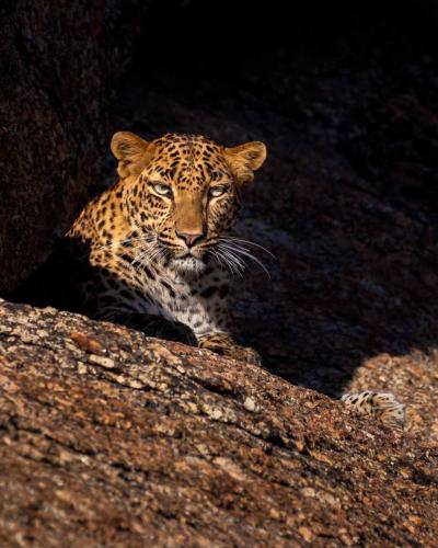 Jawai-Leopard-Safari-6
