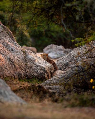 Jawai-Leopard-Safari-7