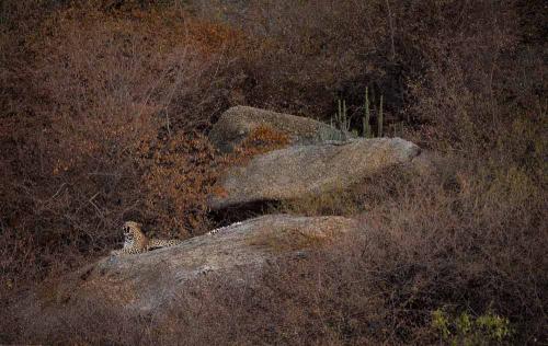 Jawai-Leopard-Safari-9