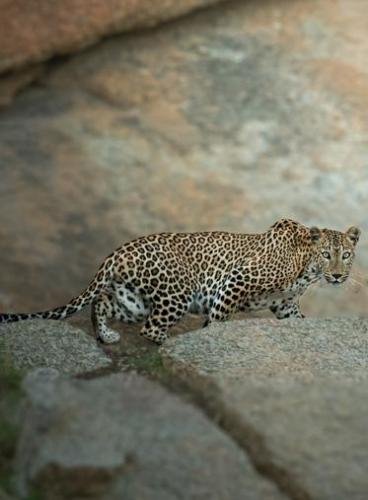 jawai-jeopard-safari